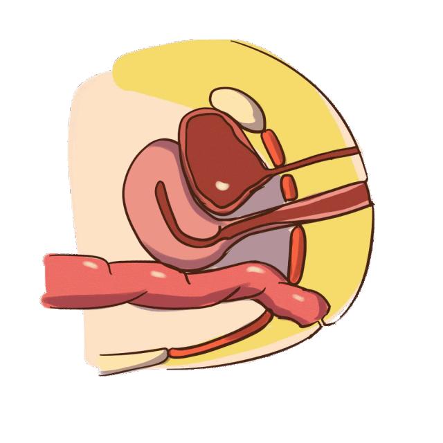 盆底肌腹直肌和骨盆修复哪个重要,了解盆底