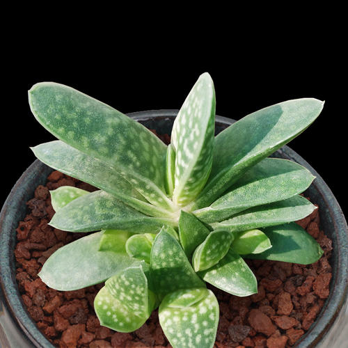 家庭多肉名字怎么取好看,给多肉起什么名字好听