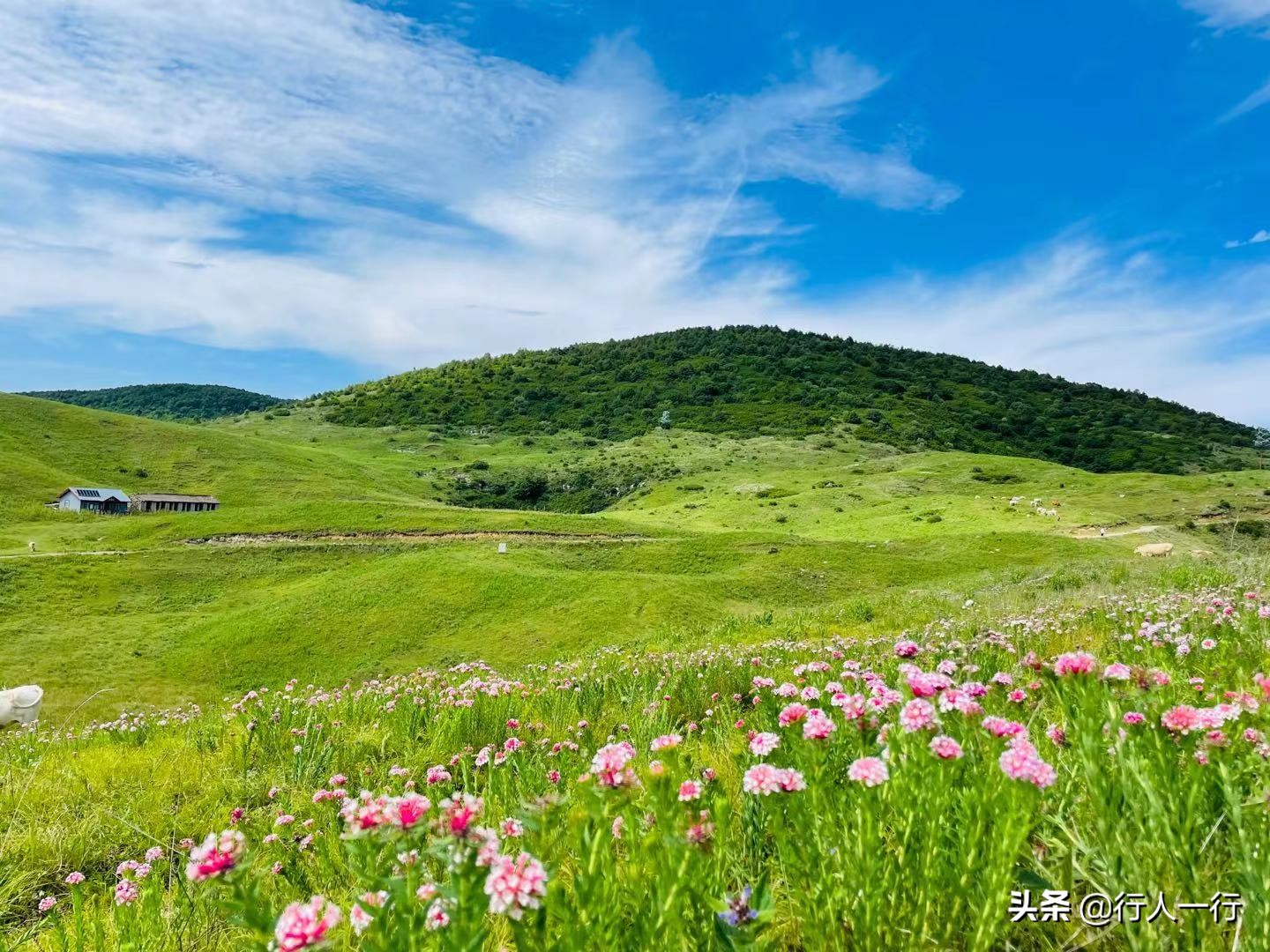 华北最大的亚高山草甸圣王坪,华北最大的亚高山草甸
