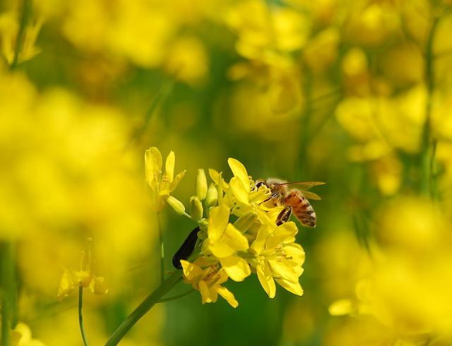 喜马拉雅悬崖蜂蜜价格,喜马拉雅采蜜人
