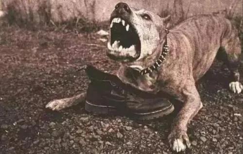 遇到狗怎样化解,狗狗得了细小自救方法