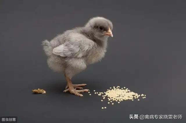 鸡嗉囊胀气怎么处理,治鸡嗉囊积食土方