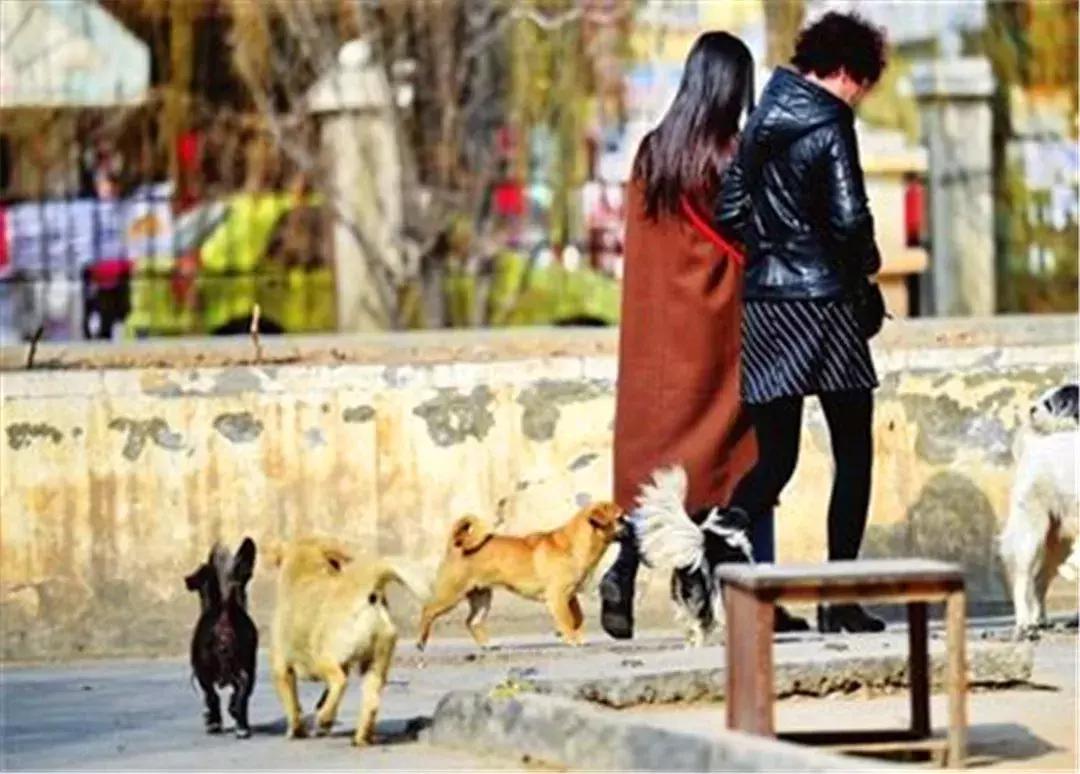 遇到猛犬如何赶走,带小孩遇见狗怎么自救