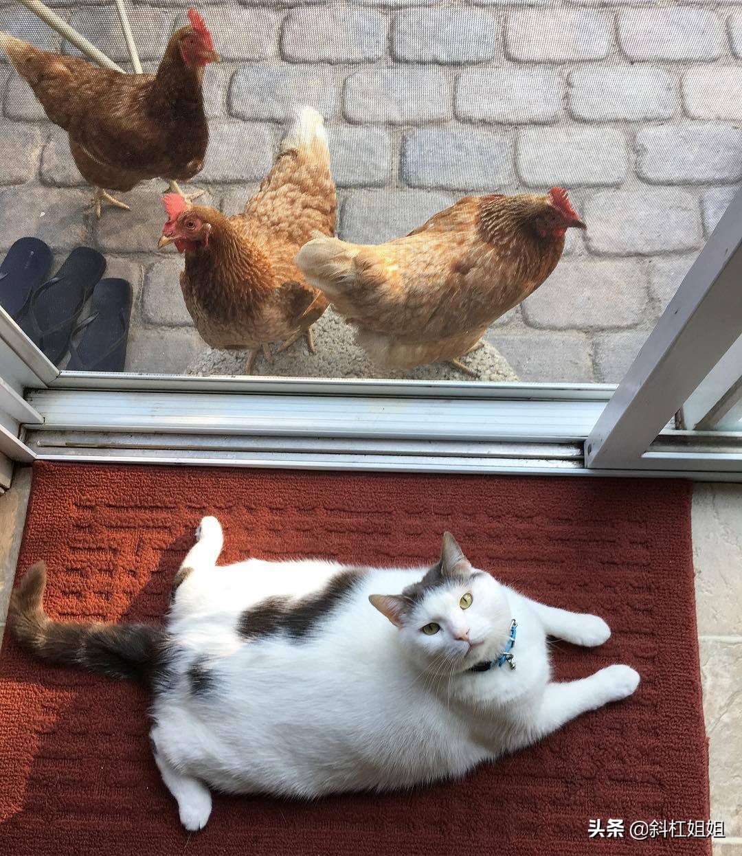 国外一只猫每天自己外出,国外一只猫经常露出奇怪表情