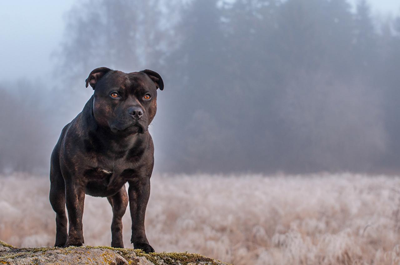 最齐全的狗狗品种介绍及图片,带你了解一下常见狗狗的品种