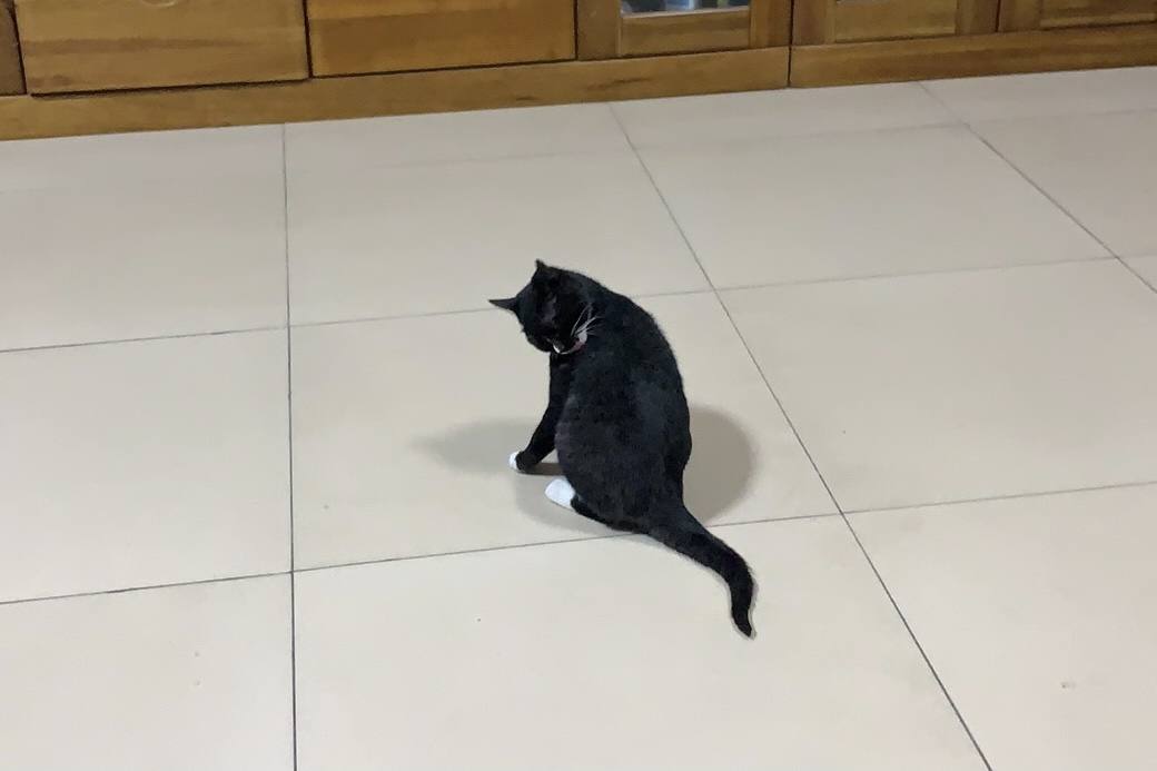 养猫必备物品需要多少钱,养猫必备物品羊奶粉