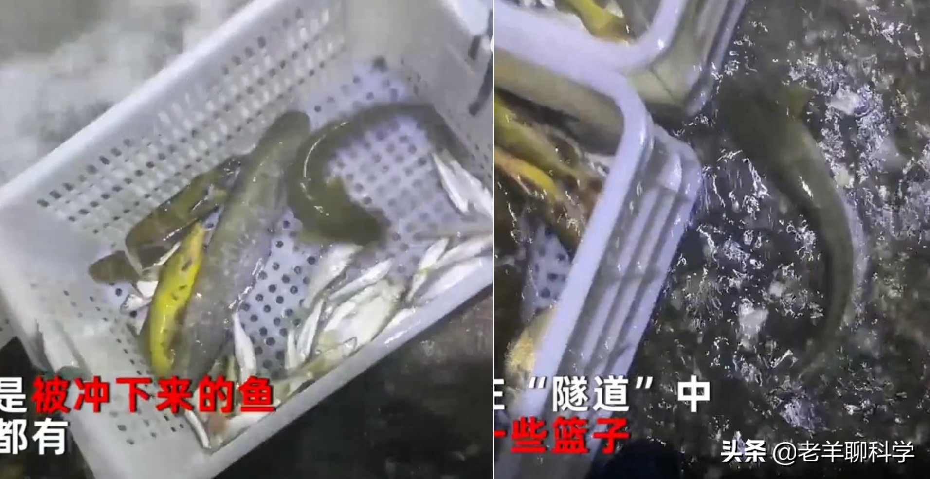 山东一水库泄洪引来数千人捞鱼,一大坝挖出大鱼