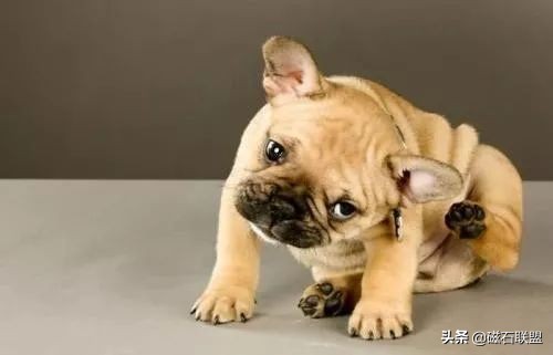 狗狗总是用屁屁蹭主人的腿,狗狗老是用屁股蹭你是什么意思