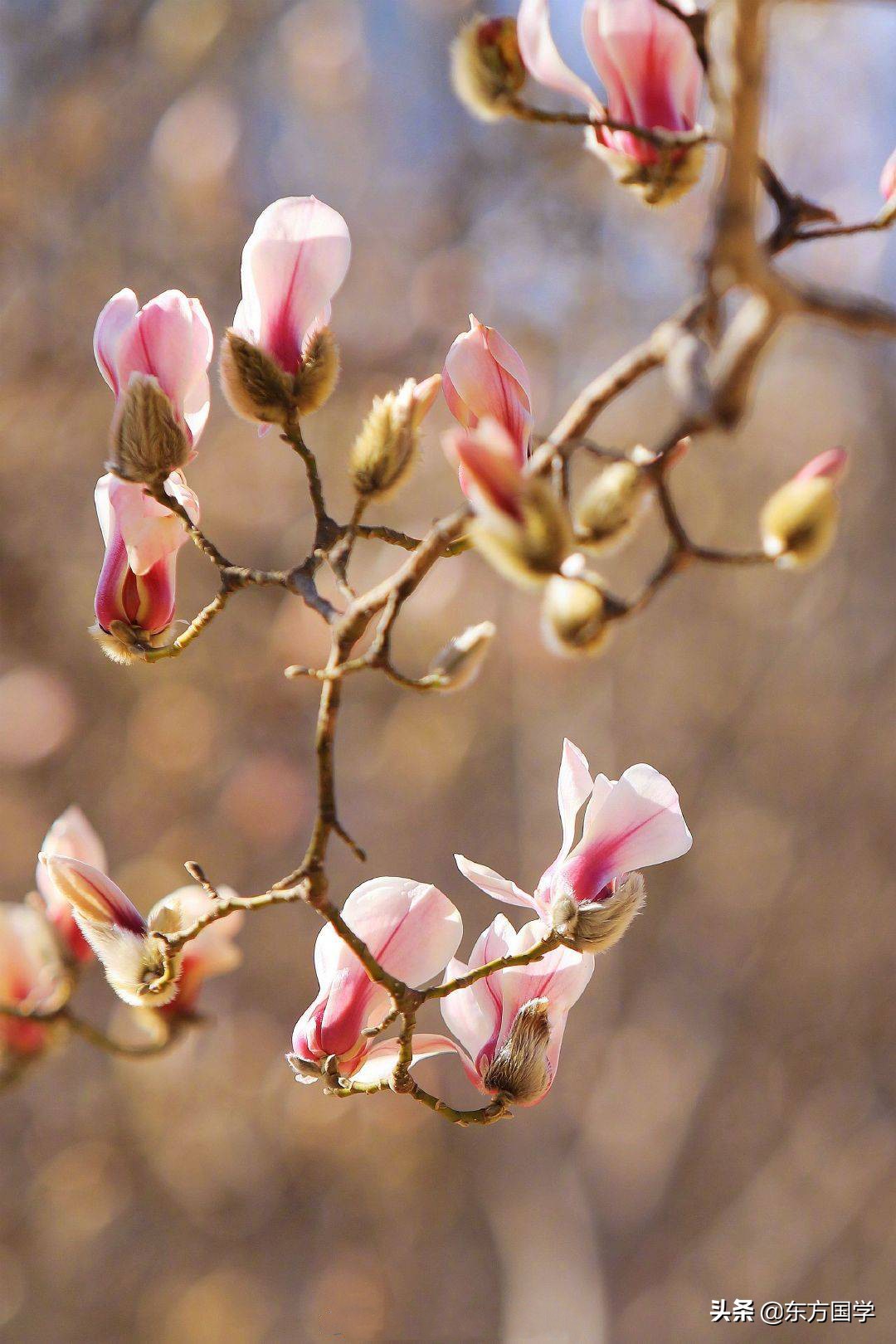 北京四月赏玉兰花的地方,北京赏玉兰的地方