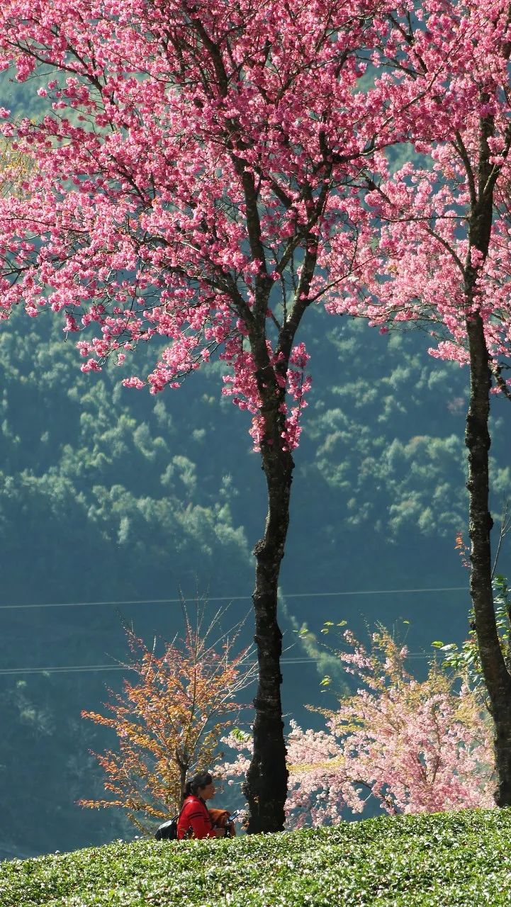 12月想要什么,12月的冬日暖阳岁月如此静好