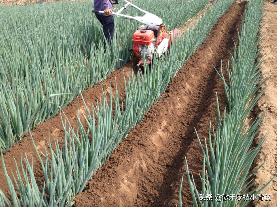 秋季大葱的种植方法和时间,大葱种植技术如何管理