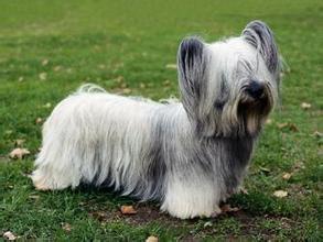 世界上一百种狗的图片,世界十种名贵狗