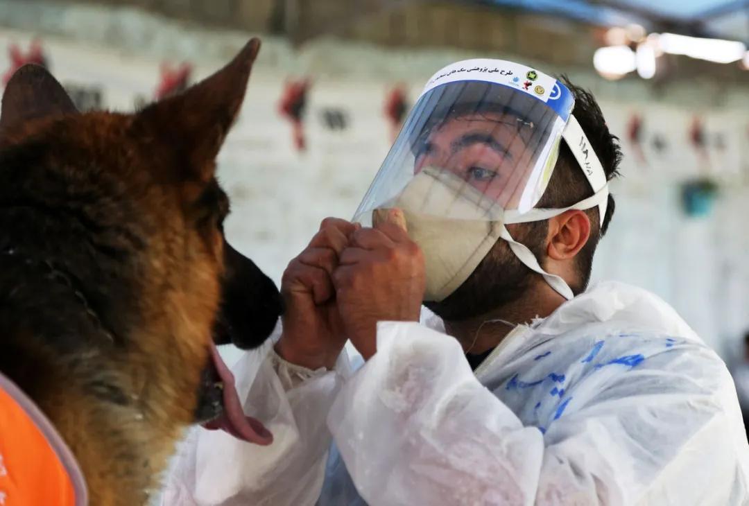 核酸检测太麻烦?10秒出结果的狗狗牌新冠探测器了解一下