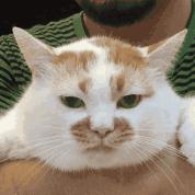 猫咪的各种表现表达的意思,猫咪的各种动作代表什么