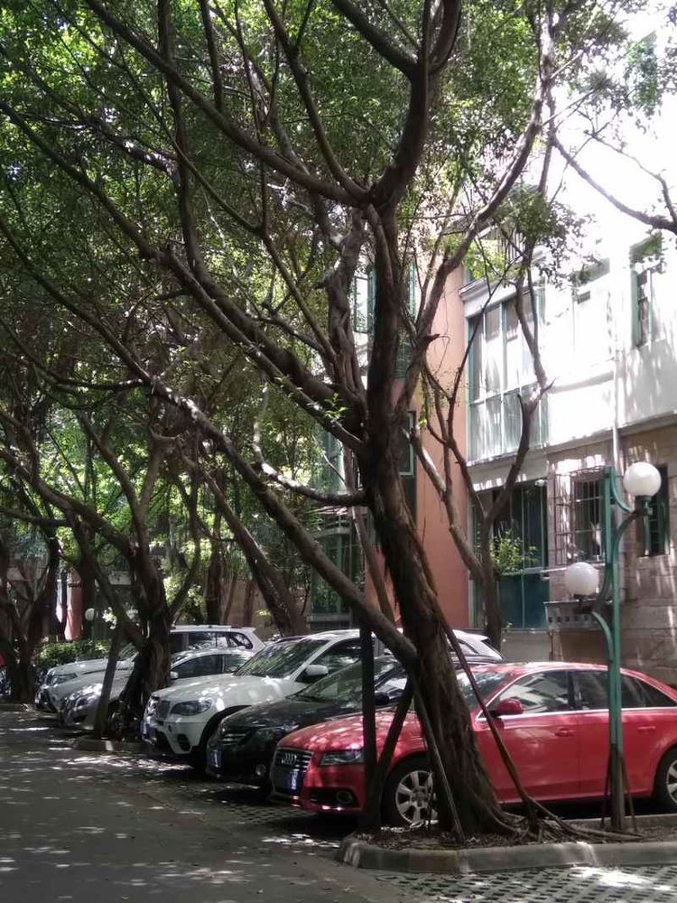 成都网友投诉怡丰新城小区榕树成灾危及行人，高新管委会回应