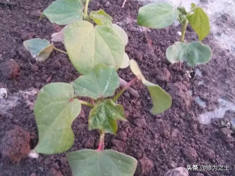 在新疆种棉花,在新疆种植棉花视频