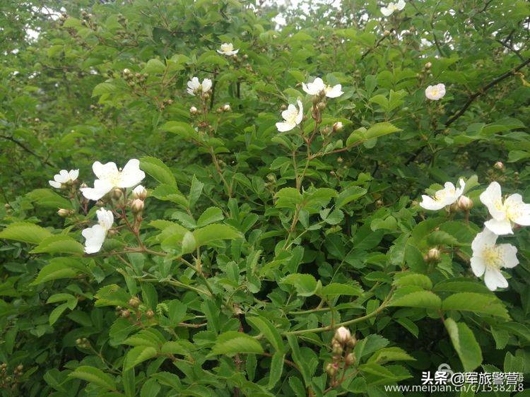 时隔多年老连长带老兵回归军营,三位老战友回忆当年军旅