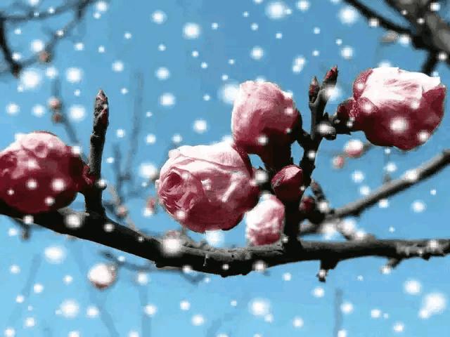 中国诗歌周刊第268期总结,中国诗歌周刊第87期