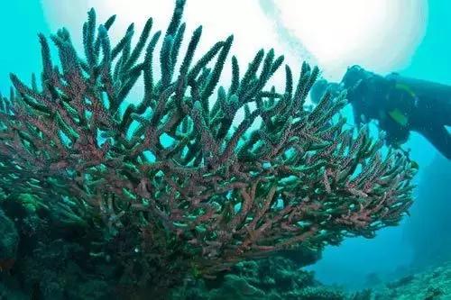 帕劳斐济马尔代夫哪个好,斐济和帕劳旅行