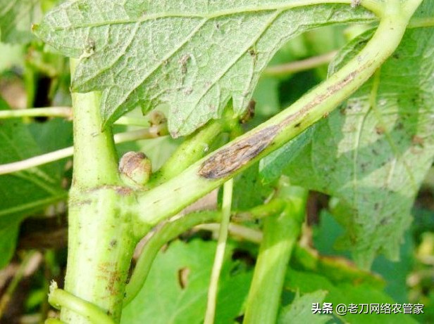 连续阴雨天红提葡萄要如何管理,高温天气葡萄果粒发蔫正常吗