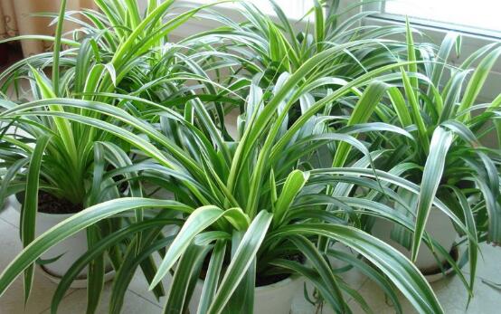 吊兰叶子发黄原因和解决方法,吊兰叶子发黄吊兰喷营养液好吗