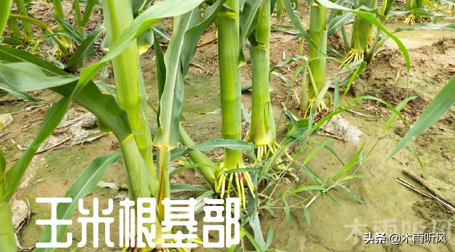 玉米长丫子的原因是什么,出了丫子怎么办,还用不用去掉