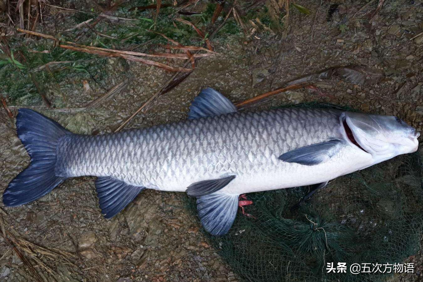 中国四大家鱼的视频,人们常说的四大家鱼