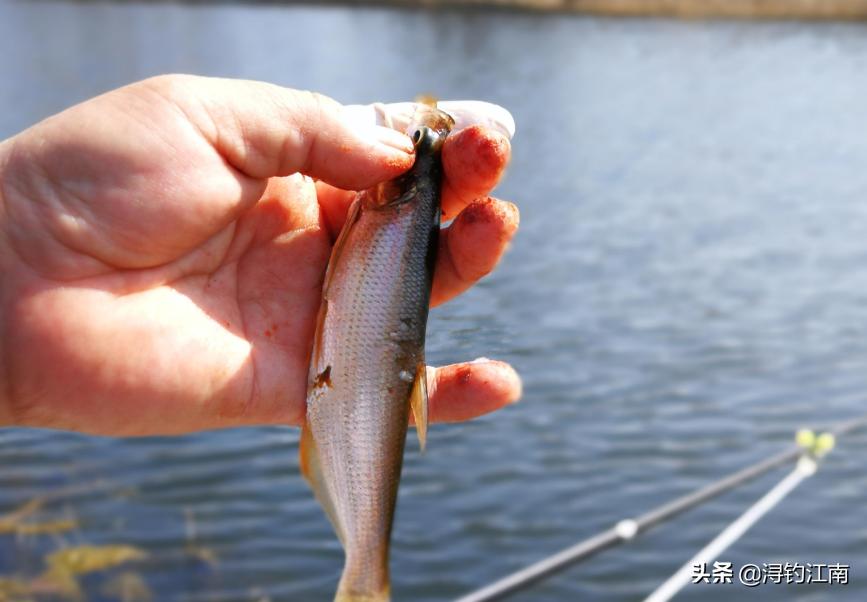 天热钓白条,天热白条上浮怎么钓