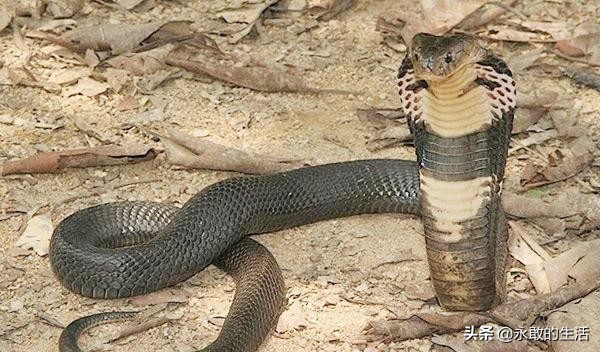 100种有毒的蛇,10种最毒的蛇是哪种蛇
