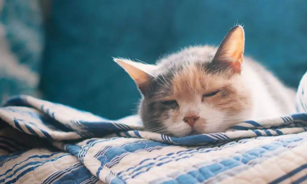 瀹濆閬垮潙鎸囧崡,瀹濆闃插潙鎸囧崡