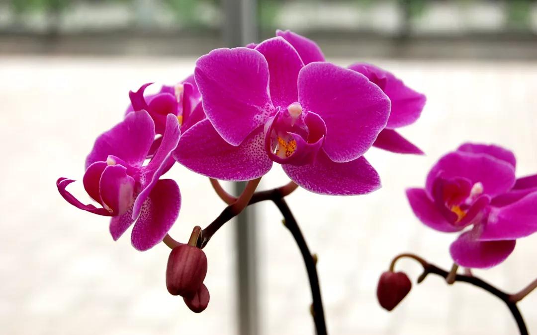 蓝花楹昆明网红打卡地在哪里,昆明周边湿地公园网红打卡地