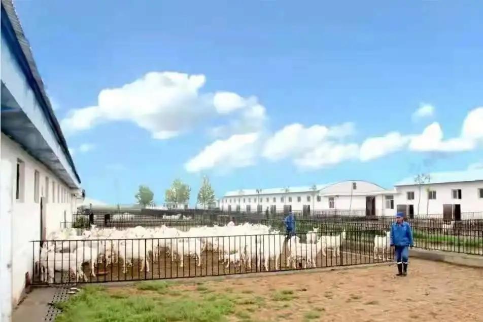 圣唐乳业讲解视频,圣唐乳业测评