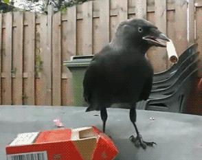 100张荷兰照片世界之最,人间天堂100张图片