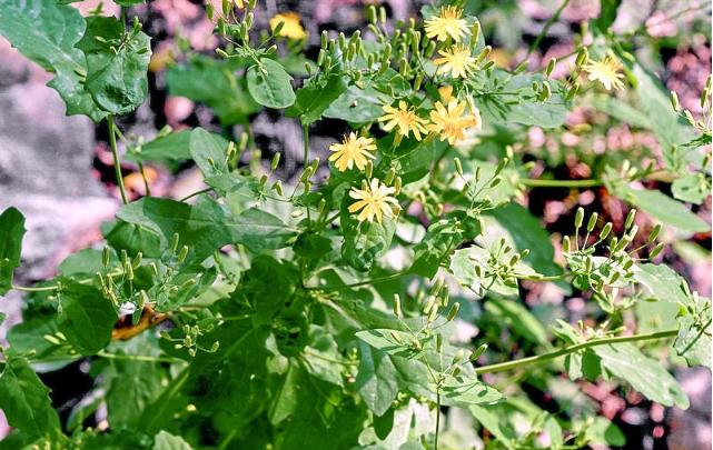 农家黄瓜的功效,黄花菜的功效与作用