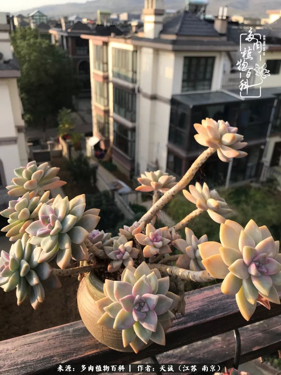 鍙拱瀵圭殑涓嶄拱璐电殑灏忔牱,鍙拱瀵圭殑涓嶄拱璐电殑鍥剧墖灞曠ず