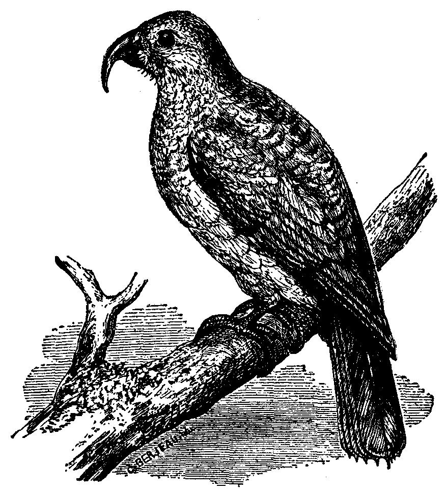 鸟类杀手！这条蜈蚣在孤岛上默默担当着食物链的最顶端掠食者