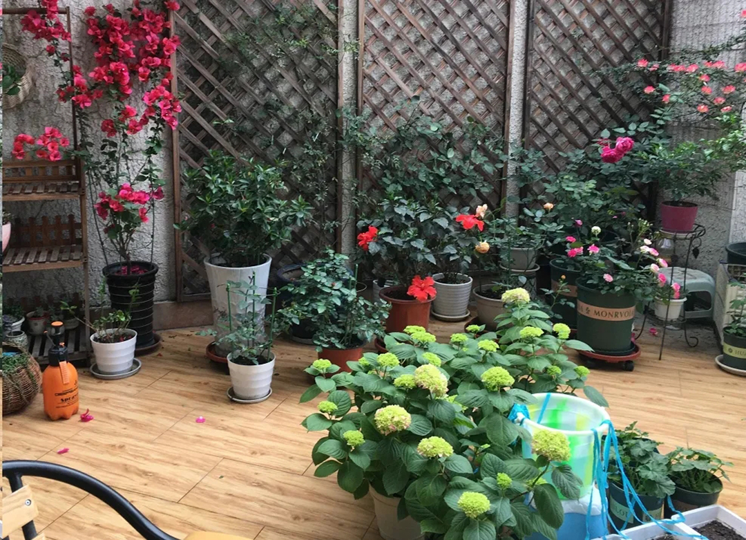 绣球盆土还湿为什么花却蔫了,绣球闷根护心土少了还能活吗