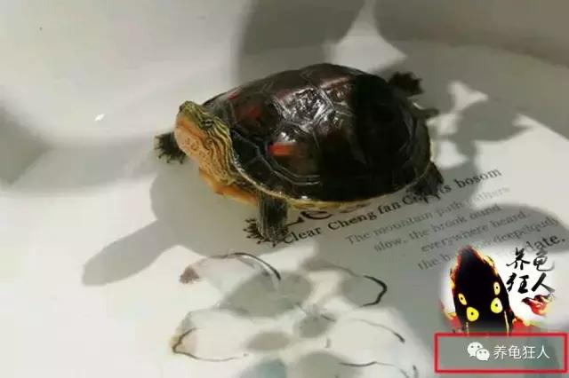 南石龟草龟花龟哪个体型大,草龟花龟珍珠龟哪个更好养