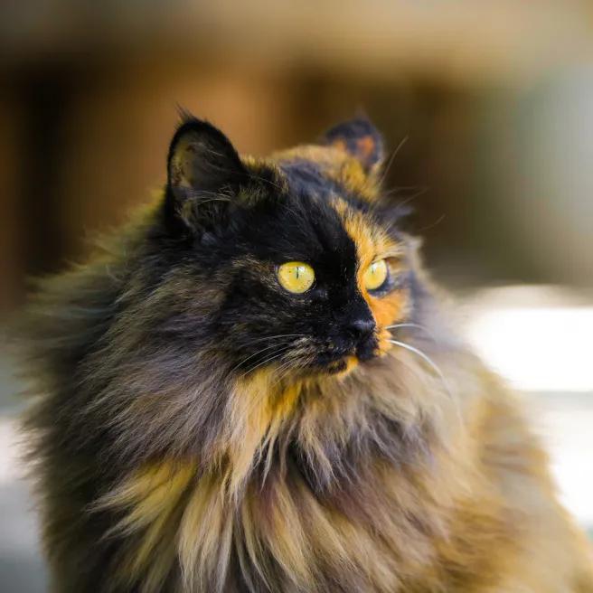 拼头条吗？好姐妹就要一起上啊