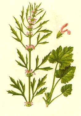 益母草是妇科大咖药，这样用效果加倍，但这4类女性尽量不要使用