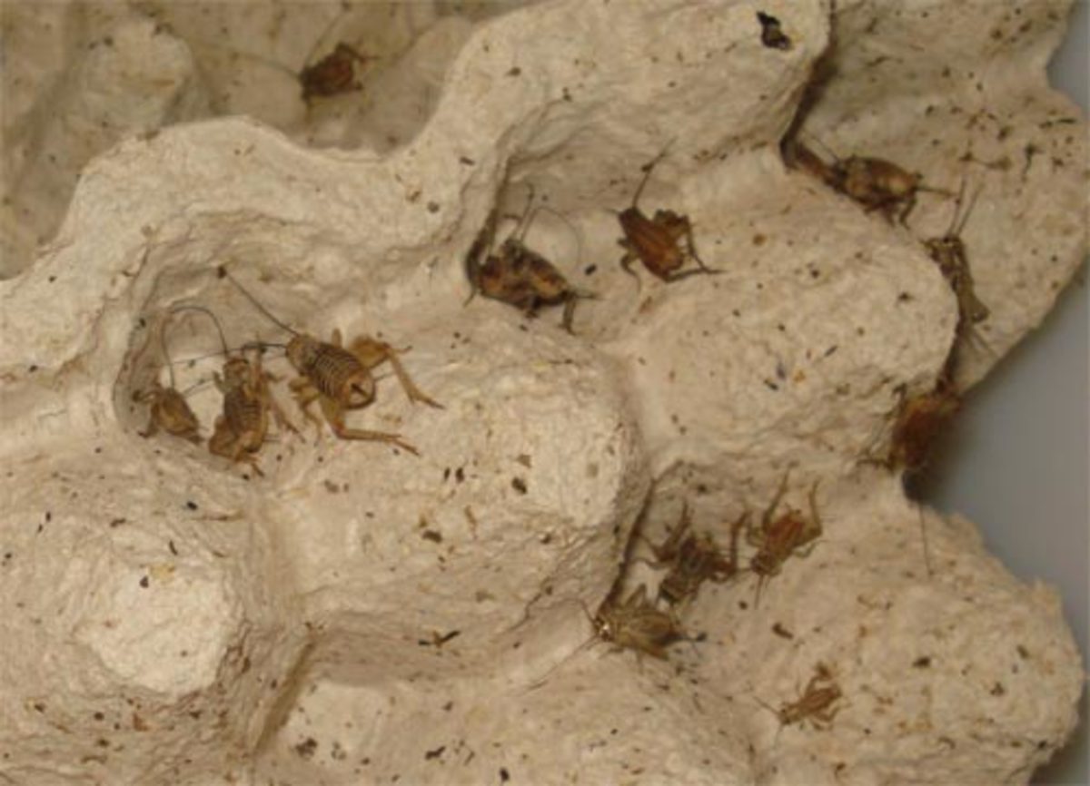 食用蟋蟀养殖赚钱吗农村,食用蟋蟀养殖