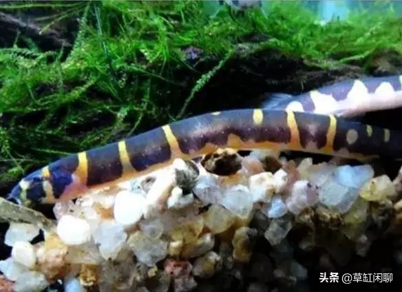 鱼缸小白虫的消灭方法,鱼缸里去除涡虫的最佳方法