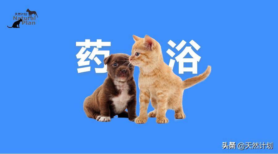 「技巧」宠物药浴的方法