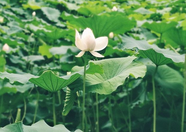 今天分享几十种荷花品种图鉴,荷花品种大全及名称图片