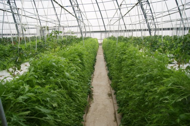 植物生长所需几种营养元素,植物必需的16种营养元素口诀