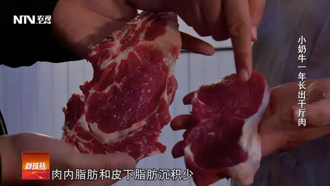 养殖肉牛和奶牛的利润与成本,奶牛与肉牛养殖前景