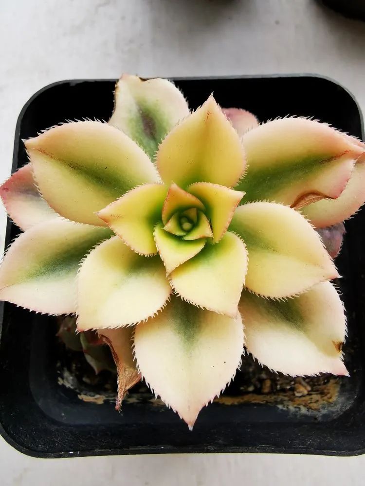 多肉砍头的怎么养,多肉怎么砍头才能爆发