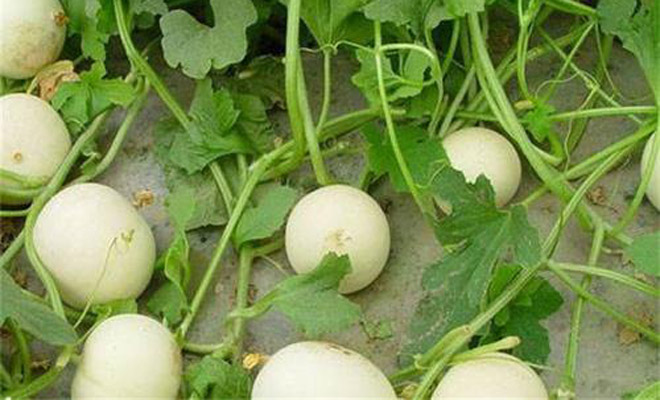 甜瓜落果,甜瓜裂果的最佳防治方法