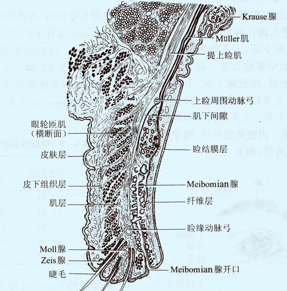 怎么让自己变成双眼皮不用做手术,怎样不做手术眼睛也能变成双眼皮