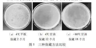 噬菌蛭弧菌怎么活化,噬菌蛭弧菌活力检测方法
